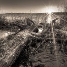 Fallen Tree